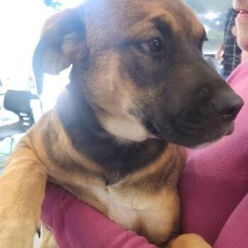 Bonnie -  Shepherd Dog for Adoption in Kingman, Arizona - Bonnie | PetCurious