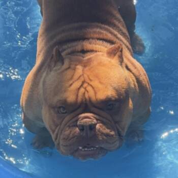 English Bulldog Dogs Available for Adoption in Huber Heights, Ohio - Kilow | PetCurious