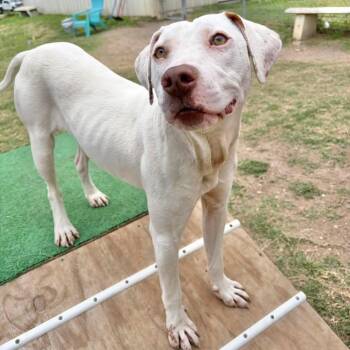 Pit Bull Terrier Dogs Available for Adoption in Austin, Texas - Topanga | PetCurious