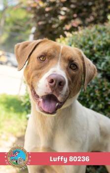 Luffy -  Pointer Dog for Adoption in Mobile, Alabama - Luffy | PetCurious