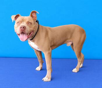 WOMBAT -  Pit Bull Terrier Dog for Adoption in Pasadena, California - WOMBAT | PetCurious