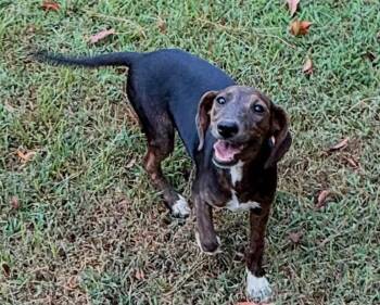 Abby -  Mixed Breed Dog for Adoption in Northwood, New Hampshire - Abby | PetCurious