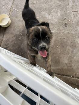 Blaze (Shining Armor) -  German Shepherd Dog Dog for Adoption in Dayton, Minnesota - Blaze (Shining Armor) | PetCurious