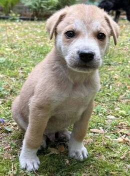 Great Pyrenees Dogs Available for Adoption in Milton, Delaware - Malarkey | PetCurious