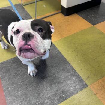 Silvee -  Mixed Breed Dog Available for Adoption in Philadelphia, Pennsylvania - Silvee | PetCurious
