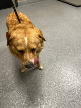 Rescue Labrador Retriever Dogs for Adoption in Greenfield, Indiana - Tank | PetCurious