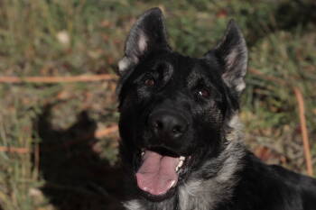 Rescue Shepherd Dogs for Adoption in Salmon, Idaho - Rover | PetCurious