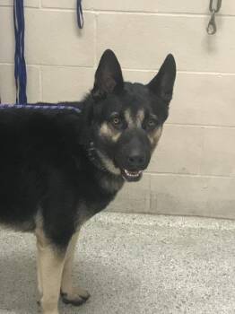 DABARKUS -  German Shepherd Dog and Mixed Breed Dog for Adoption in Conroe, Texas - DABARKUS | PetCurious