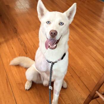Rick -  Husky Dog for Adoption in Allegan, Michigan - Rick | PetCurious