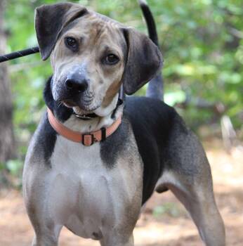 Rescue Beagle and Terrier Dogs for Adoption in Portage, Wisconsin - Rowdy | PetCurious