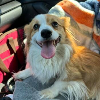 Cardigan Welsh Corgi Dogs Available for Adoption in Minneapolis, Minnesota - Biscuit | PetCurious
