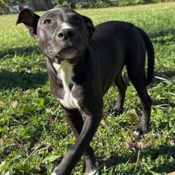 Prairie -  Pit Bull Terrier and Husky Dog for Adoption in Kansas City, Missouri - Prairie | PetCurious