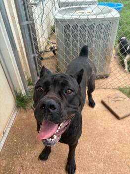 Cleopatra -  Cane Corso Dog for Adoption in Bossier City, Louisiana - Cleopatra | PetCurious