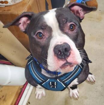 Rescue American Bully Dogs for Adoption in East Hartford, Connecticut - Mr. Bean | PetCurious