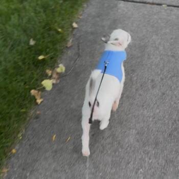 Russell -  Mixed Breed Dog for Adoption in Buffalo, Minnesota - Russell | PetCurious
