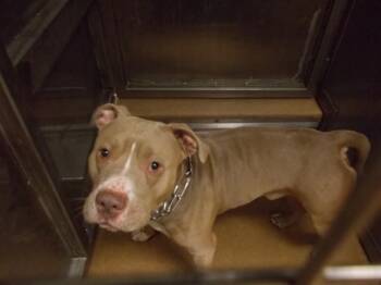 Pit Bull Terrier Dogs Available for Adoption in Martinez, California - BUNDLES | PetCurious