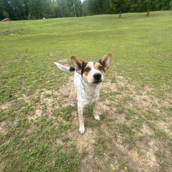 Australian Cattle Dog Blue Heeler Dogs Available for Adoption in Warrior, Alabama - Baby Boy | PetCurious