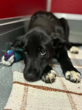 A256373 -  Labrador Retriever and Mixed Breed Dog for Adoption in Visalia, California - A256373 | PetCurious