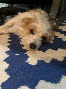 Jack Russell Terrier Dogs Available for Adoption - She-Ra | PetCurious