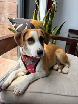 Beagle and Labrador Retriever Dogs Available for Adoption in Poway, California - Andy | PetCurious
