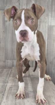 Brutus -  Terrier and Mixed Breed Dog Available for Adoption in Shreveport, Louisiana - Brutus | PetCurious