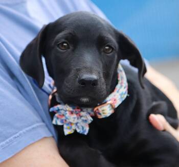 Marina (AO37670) -  Labrador Retriever Dog for Adoption in Kansas City, Kansas - Marina (AO37670) | PetCurious
