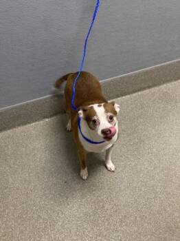 PEANUT -  Chihuahua Dog for Adoption in Las Vegas, Nevada - PEANUT | PetCurious
