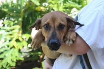 Vienna -  Labrador Retriever and Dachshund Dog for Adoption in Brunswick, Georgia - Vienna | PetCurious