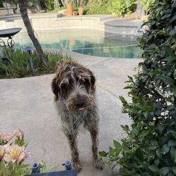 Rescue German Wirehaired Pointer Dogs for Adoption in Santa Rosa, California - Ike (Upland, California) | PetCurious