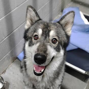 Iceberg -  Husky Dog for Adoption in Summerville, South Carolina - Iceberg | PetCurious