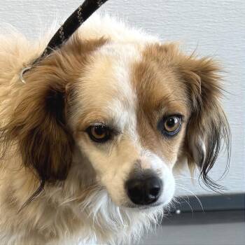 Mixed Breed Dogs Available for Adoption - Papas | PetCurious