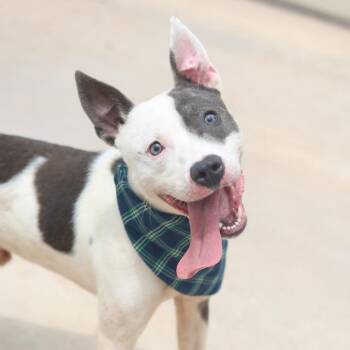 JACE -  American Staffordshire Terrier Dog for Adoption in San Antonio, Texas - JACE | PetCurious