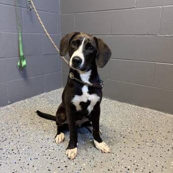TUSC-Stray-84854 -  Hound and Mixed Breed Dog for Adoption in Tuscaloosa, Alabama - TUSC-Stray-84854 | PetCurious