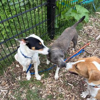 Dixie -  Mixed Breed Dog for Adoption in Wheeling, Illinois - Dixie | PetCurious
