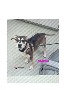 Crayon -  Rottweiler and Beagle Dog for Adoption in Council Bluffs, Iowa - Crayon | PetCurious