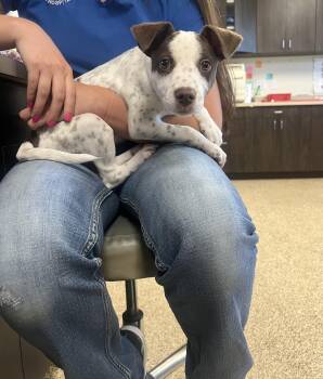 Chalupa -  Rat Terrier and Chihuahua Dog for Adoption in San Antonio, Texas - Chalupa | PetCurious