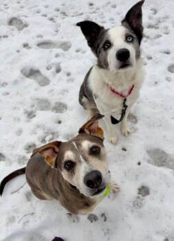 Catahoula Leopard Dog and Siberian Husky Dogs Available for Adoption - Smokey | PetCurious