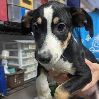 Linda -  Coonhound Dog for Adoption in Wahiawa, Hawaii - Linda | PetCurious