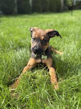 Peach -  Shepherd Dog for Adoption - Peach | PetCurious