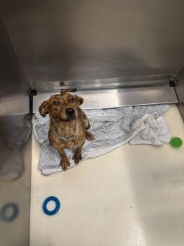 Charlotte -  Plott Hound Dog for Adoption in Kalamazoo, Michigan - Charlotte | PetCurious