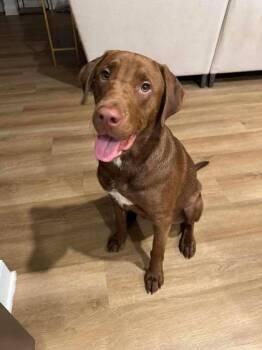 Labrador Retriever and Mixed Breed Dogs Available for Adoption - Pie (Roux) | PetCurious