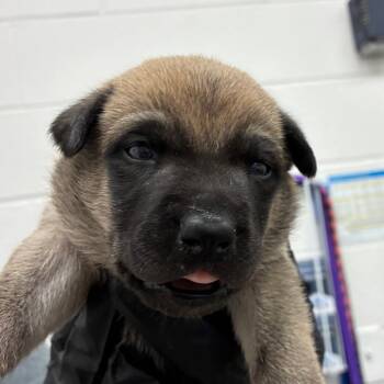 Beretta -  Shepherd Dog for Adoption in Corpus Christi, Texas - Beretta | PetCurious
