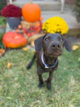 Georgie -  Hound and Black Labrador Retriever Dog for Adoption in Pleasant Valley, New York - Georgie | PetCurious