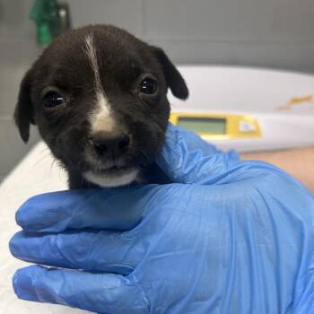 Lupin -  Mixed Breed Dog for Adoption in Summerville, South Carolina - Lupin | PetCurious