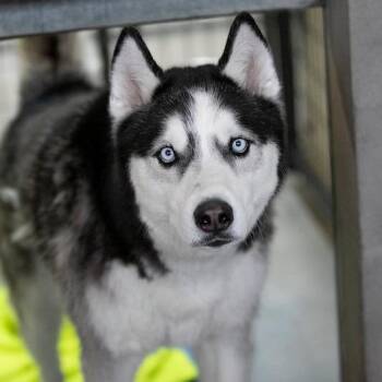 Kai (S22-112) -  Husky Dog for Adoption in Peyton, Colorado - Kai (S22-112) | PetCurious