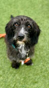 LAYDEE -  Terrier Dog for Adoption in San Francisco, California - LAYDEE | PetCurious