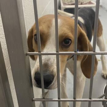 Chowder -  Hound Dog for Adoption in Troy, Virginia - Chowder | PetCurious