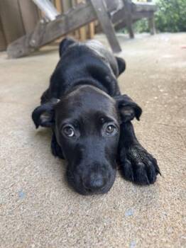 Serafina -  Labrador Retriever Dog for Adoption in Marshall, North Carolina - Serafina | PetCurious