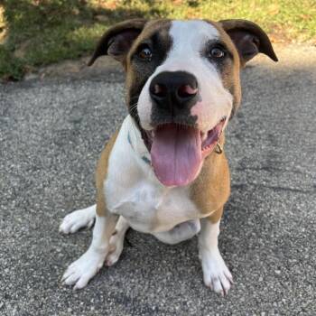 Woody -  Boxer and Mixed Breed Dog for Adoption in Waynesburg, Pennsylvania - Woody | PetCurious