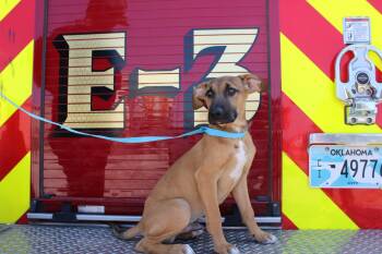 Rescue Mountain Cur Dogs for Adoption in Durant, Oklahoma - Draco | PetCurious